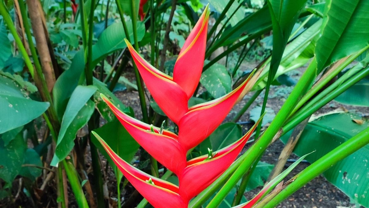 plantas para jardim de meia sombra