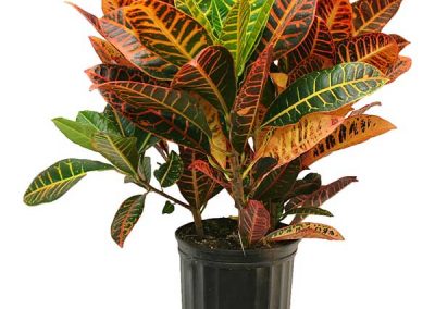 plantas que gostam de pouca luz