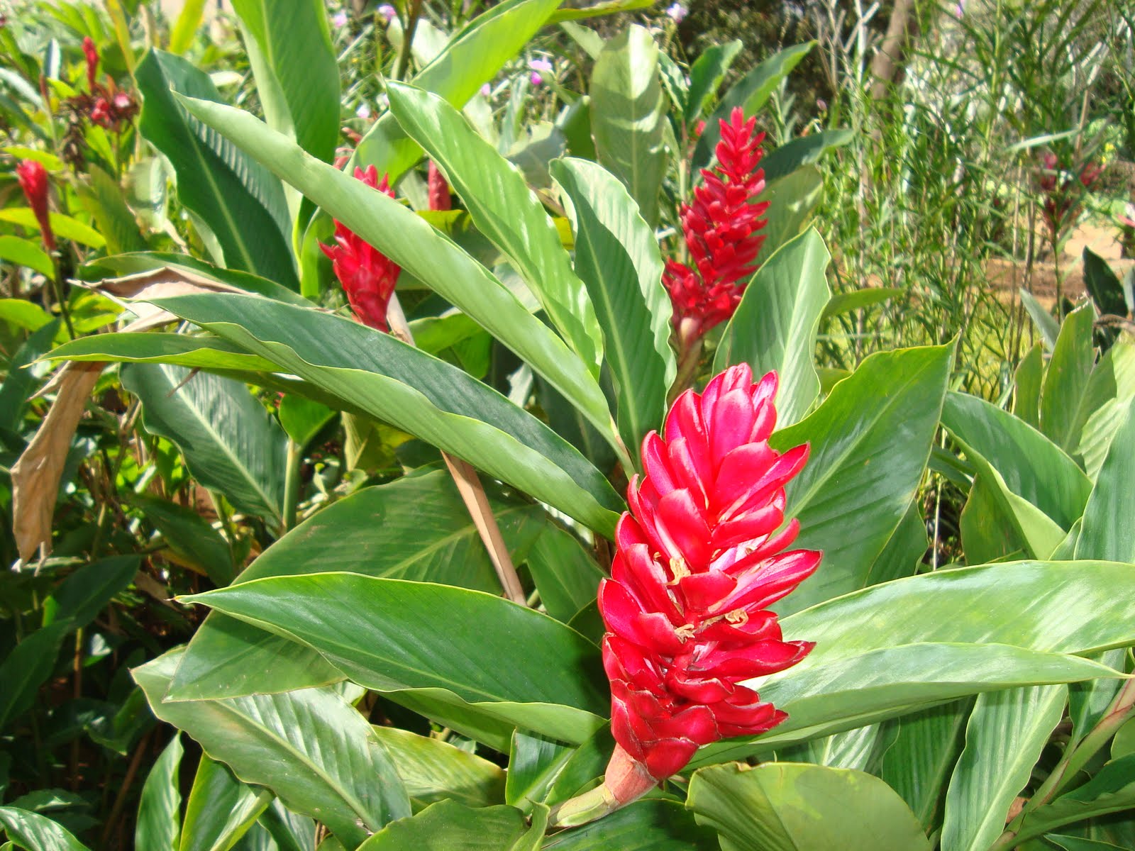plantas fáceis de cuidar meia sombra