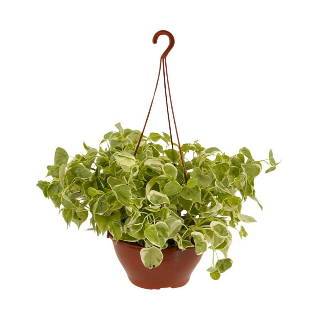 plantas pendentes meia sombra