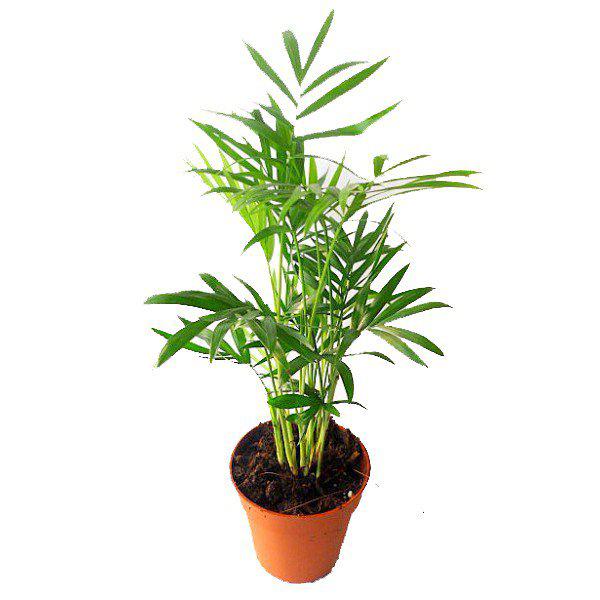 plantas com flores meia sombra