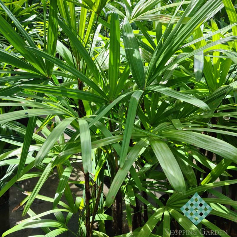 plantas de sombra e meia sombra