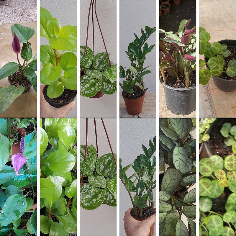 plantas de sombra e meia sombra