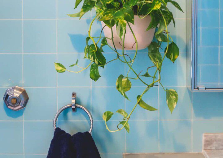 melhores plantas para banheiro pequeno com pouca luz