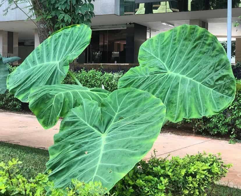 plantas orelha de elefante para decorar sala