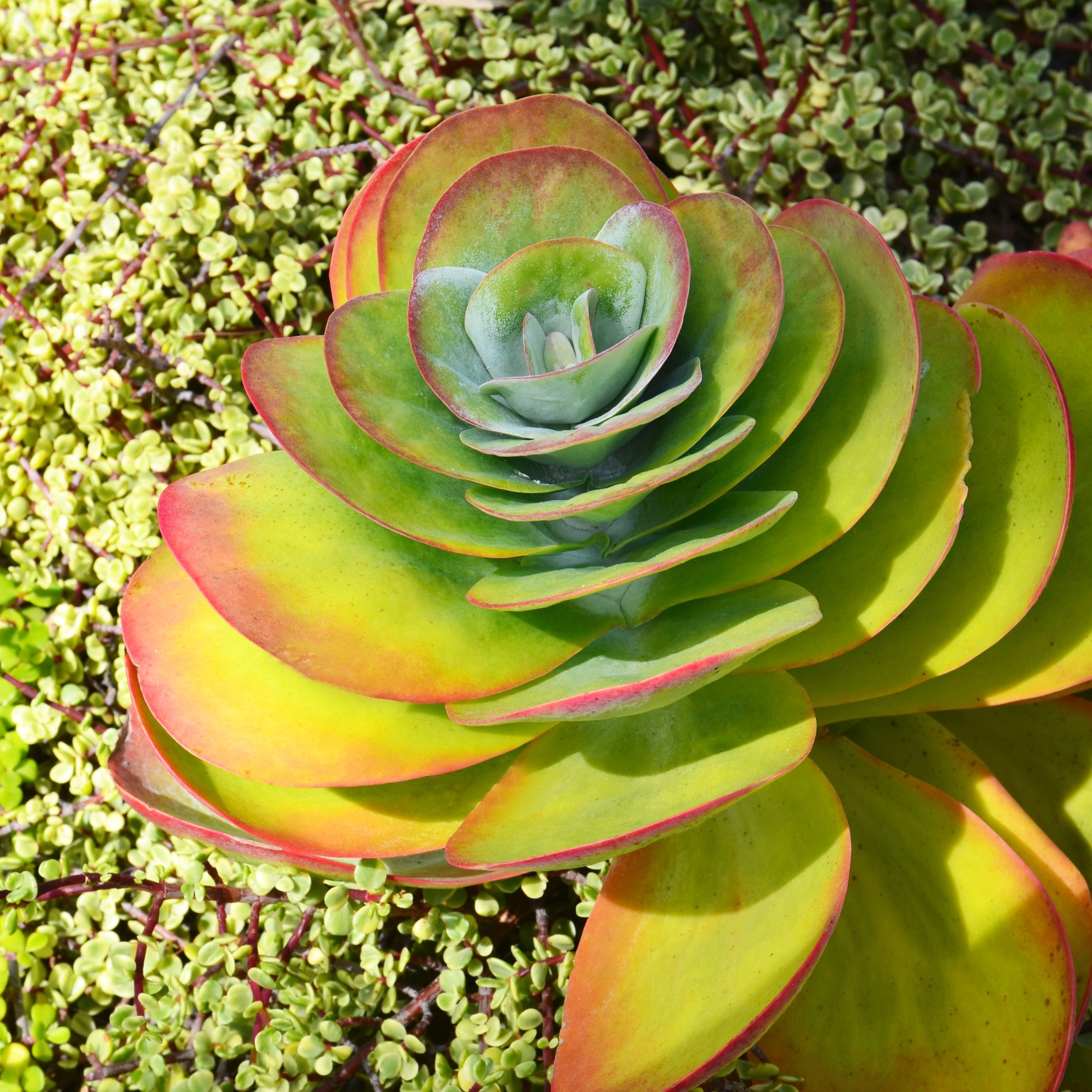 erros comuns ao cuidar de orelha de elefante