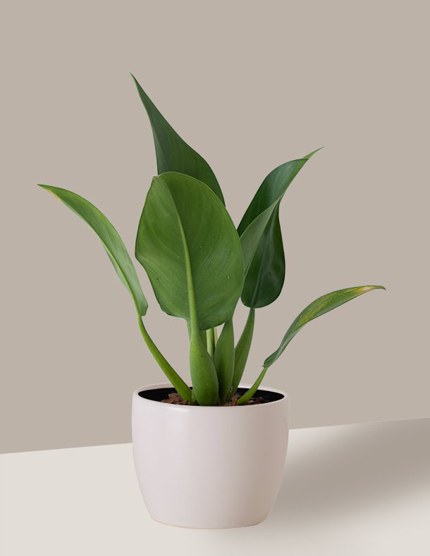 melhores plantas de interior para iniciantes