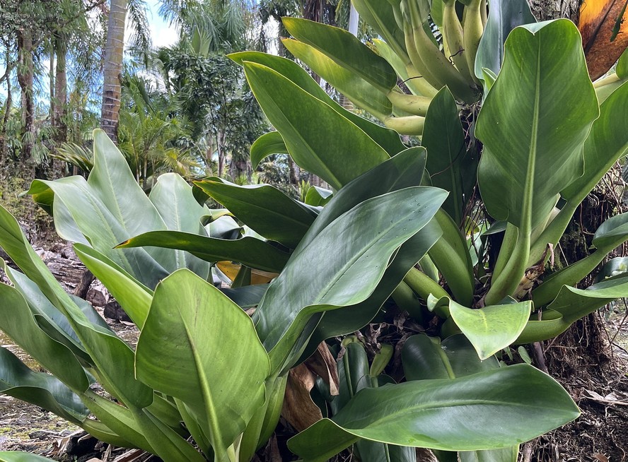 Planta pacová tóxica