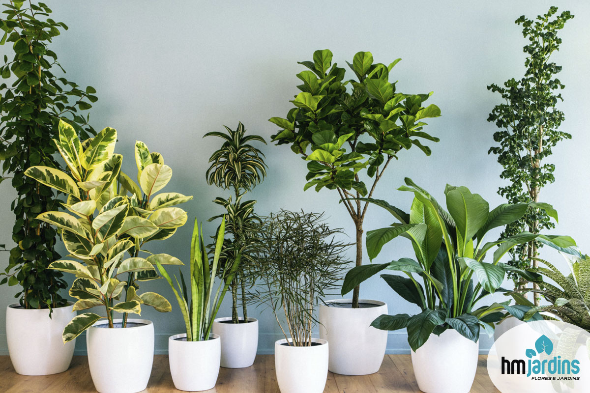 plantas que purificam o ar