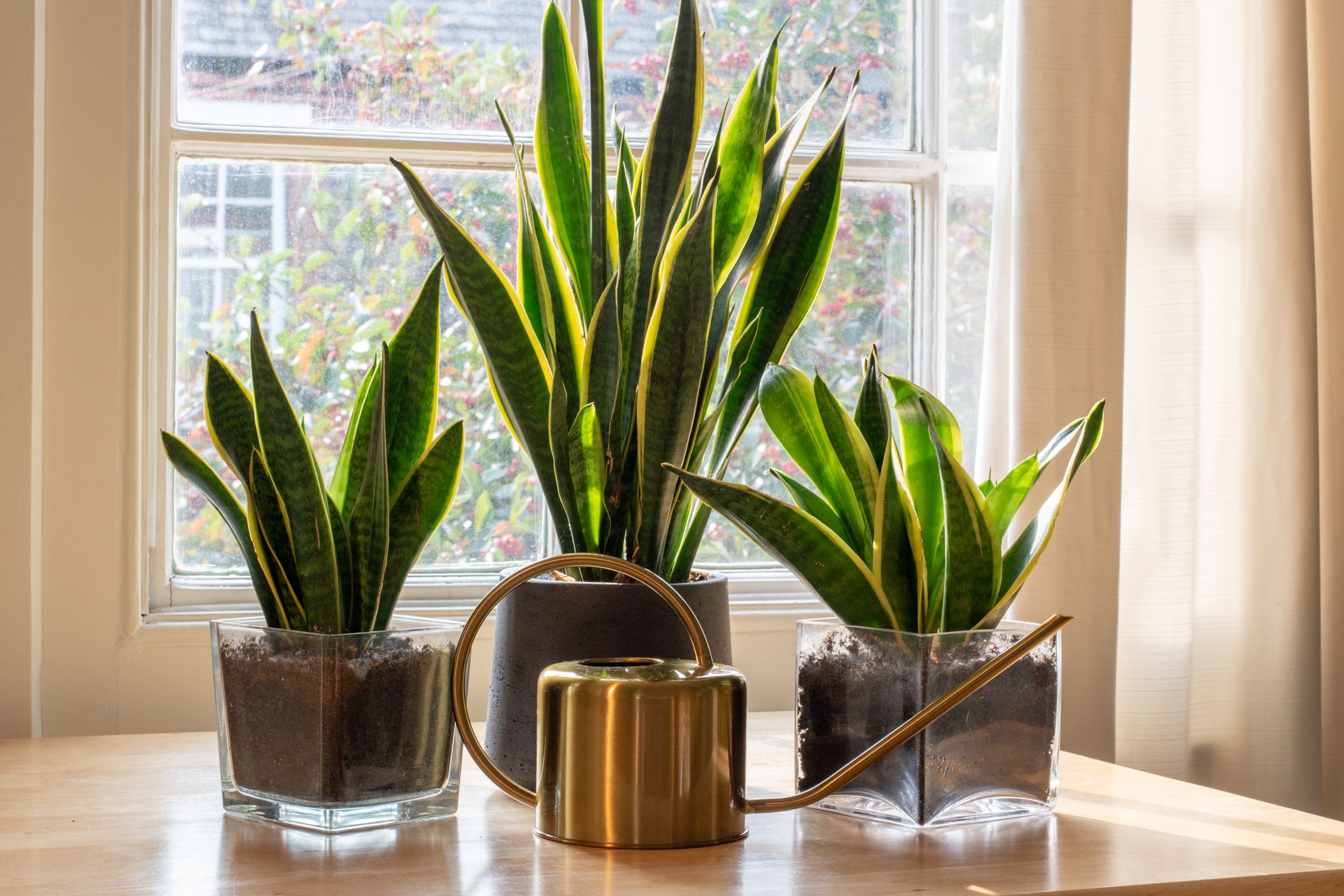 plantas para apartamento