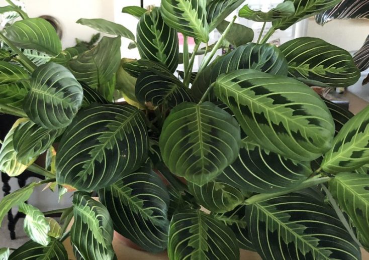 plantas de interior fáceis de cuidar
