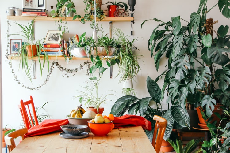 plantas pendentes