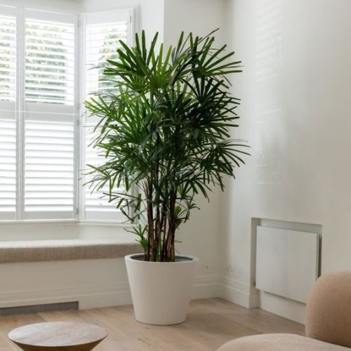 plantas de interior fáceis de cuidar