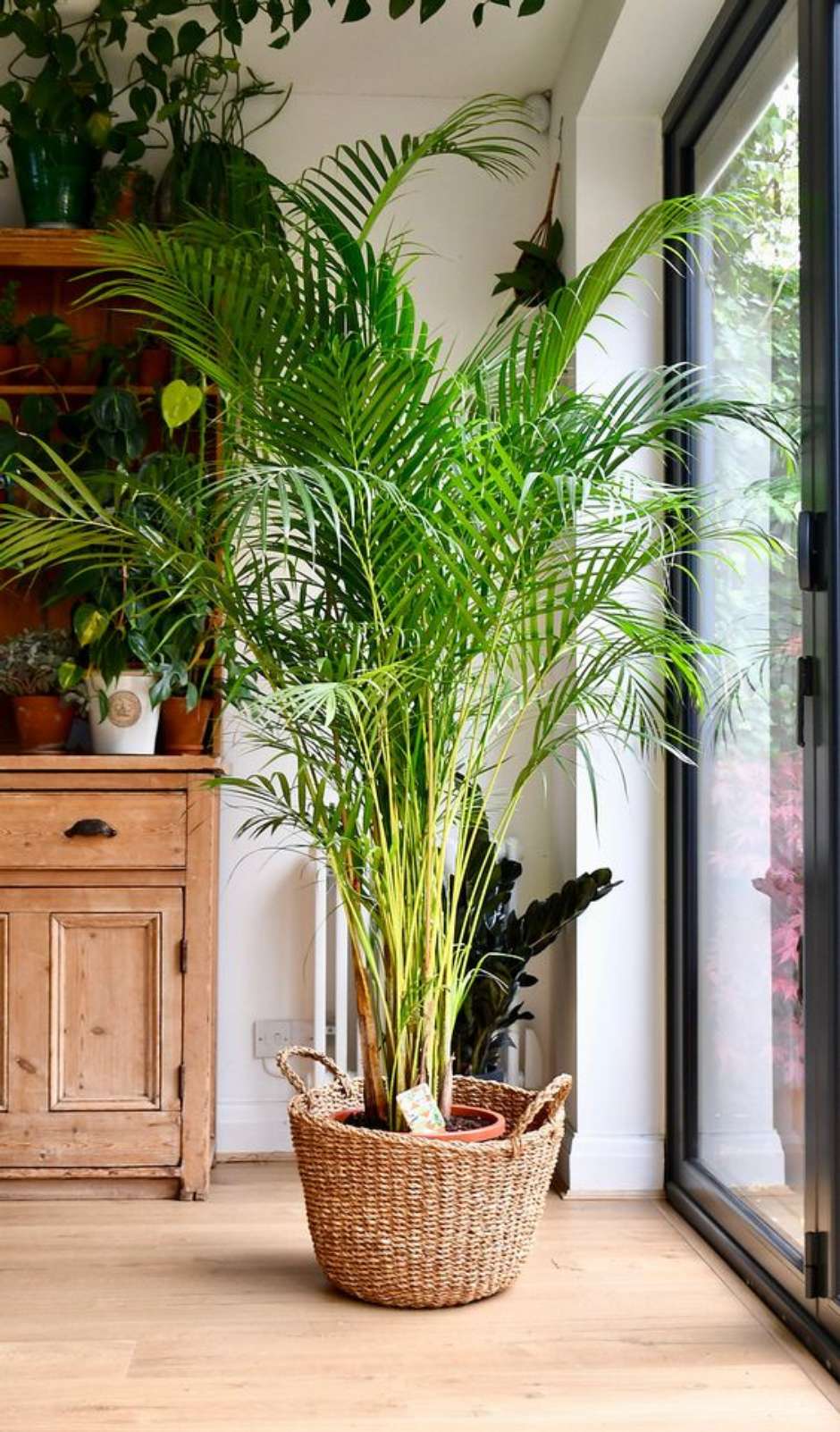 plantas que não precisam de sol direto