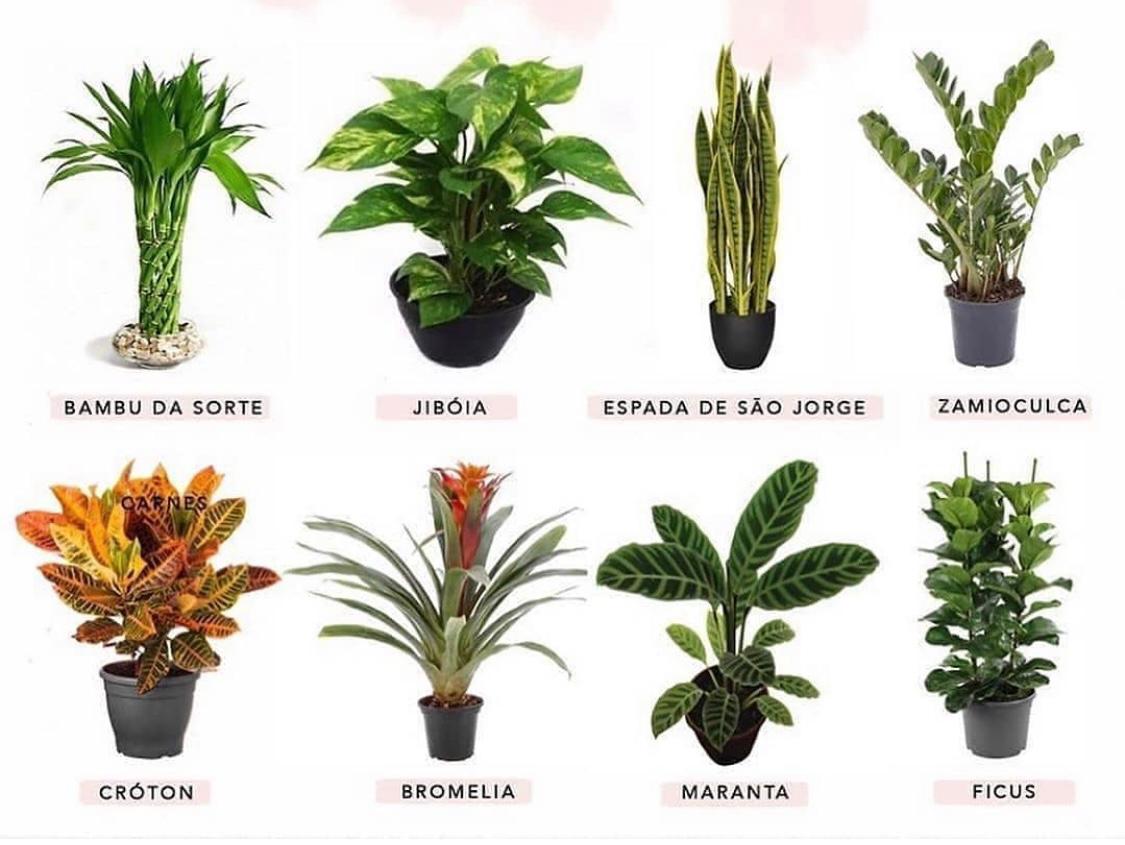 plantas para quarto