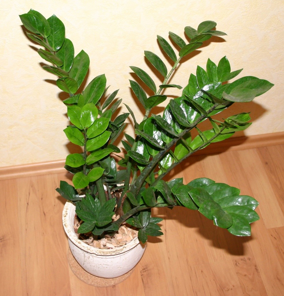melhores plantas para apartamento com pouco sol