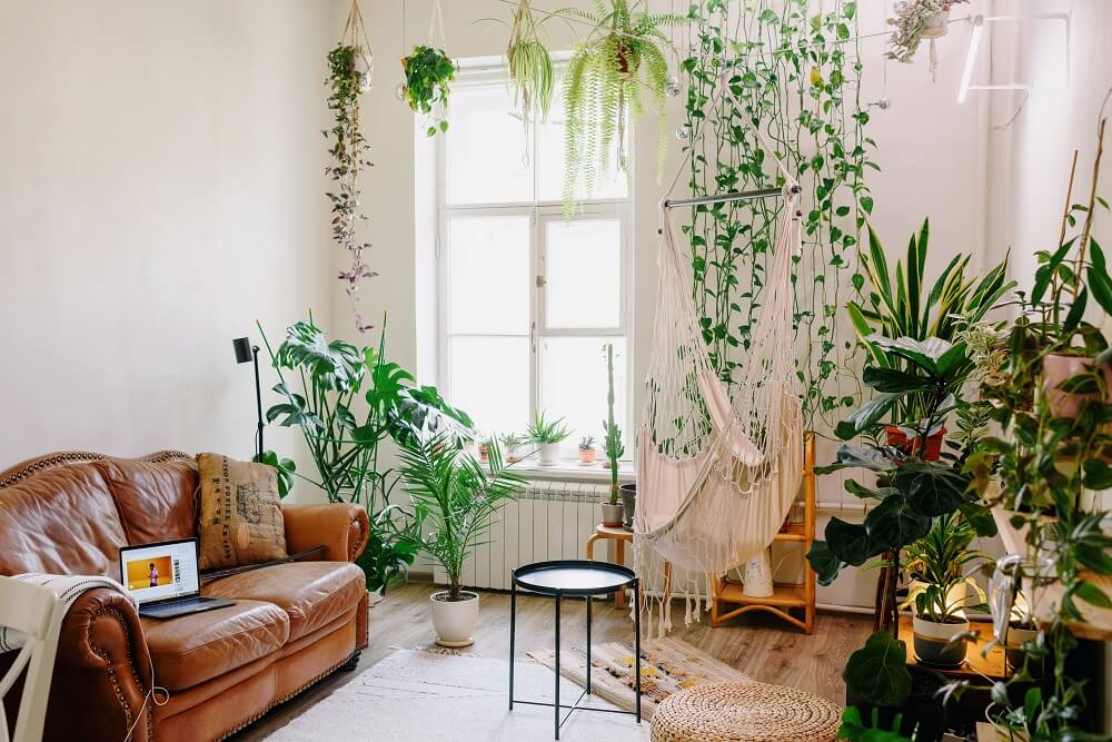 erros comuns ao cuidar de plantas em apartamento