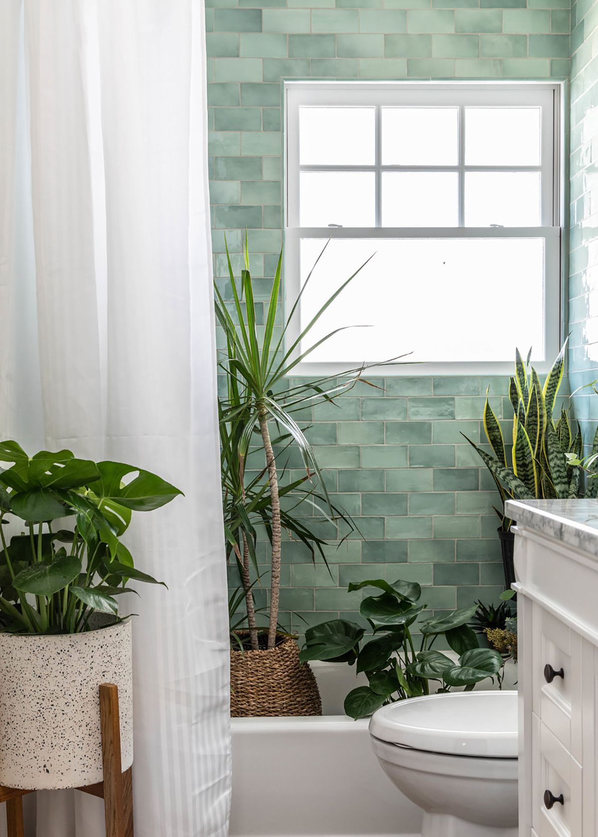 plantas para banheiro com pouca luz e muita umidade