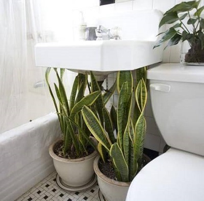 plantas para banheiro com pouca luz e muita umidade