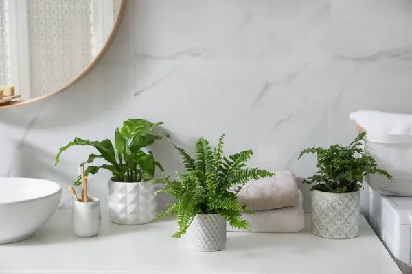 plantas que purificam o ar do banheiro