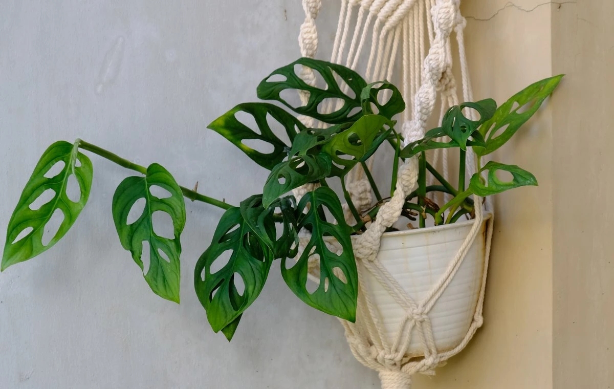 plantas pendentes para banheiro
