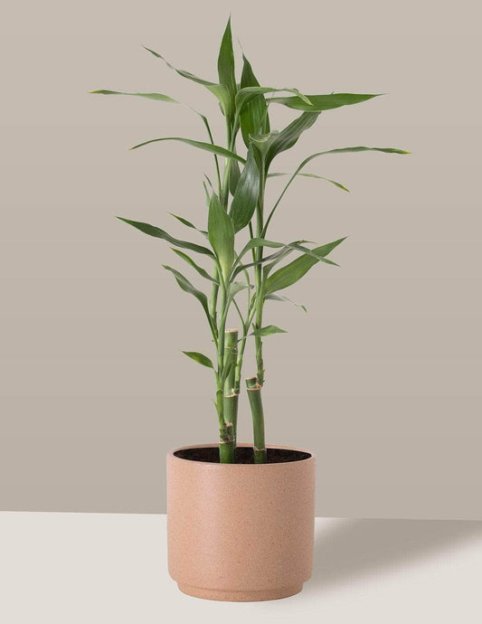 plantas que gostam de umidade