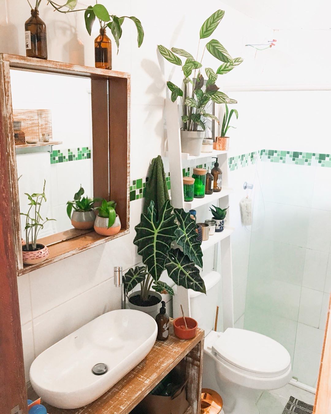 plantas para banheiro com pouca luz