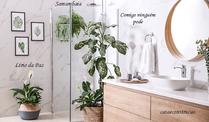 espécies de plantas para banheiros úmidos