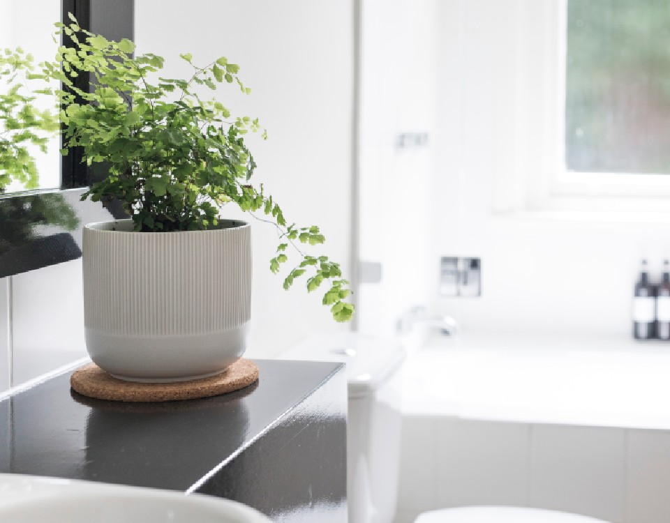 plantas que gostam de umidade