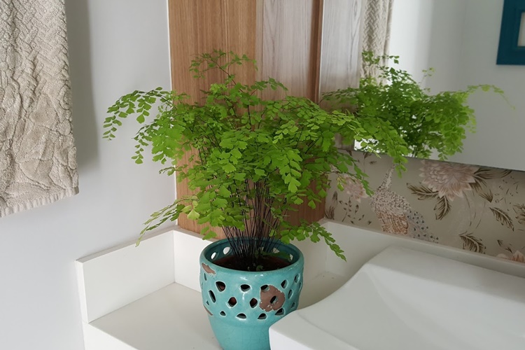 plantas para banheiro sem janela