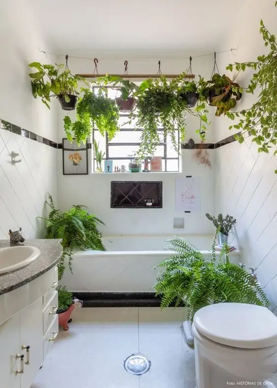 espécies de plantas para banheiros úmidos