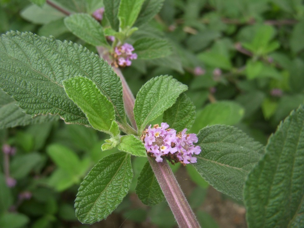 plantas medicinais para chá