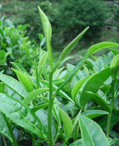 como cultivar ervas para chá