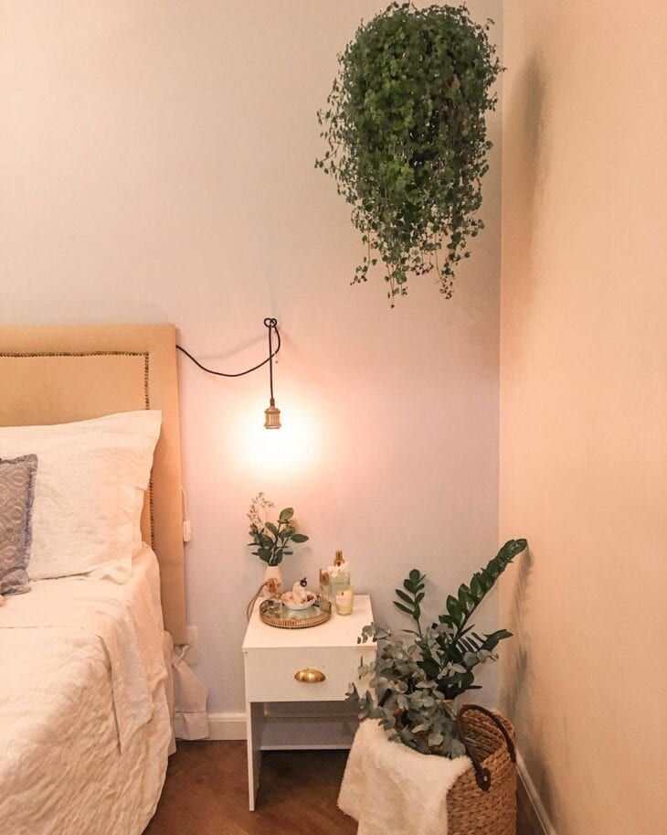 plantas que não precisam de sol no quarto