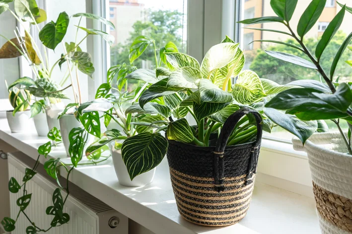 plantas para quarto de bebê