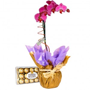 plantas com significado para presentear