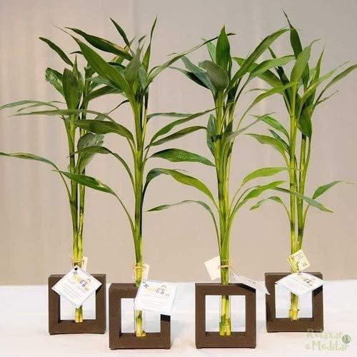 arranjo de plantas para presente