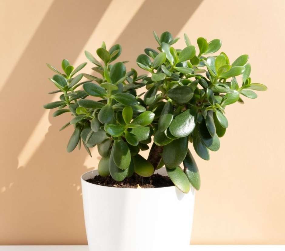 plantas que purificam o ar para dar de presente