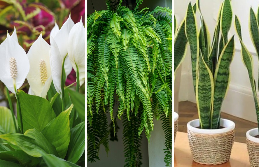 plantas de interior que não precisam de sol