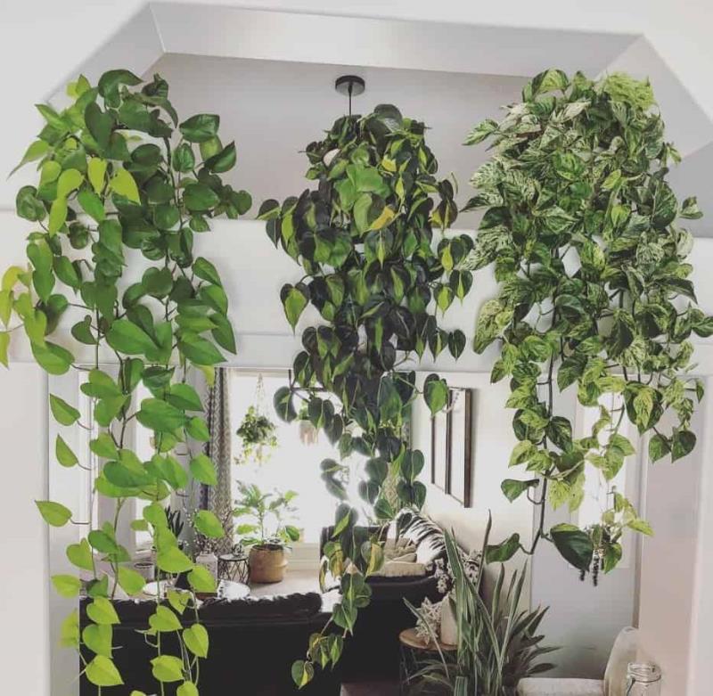 plantas de sombra para casa
