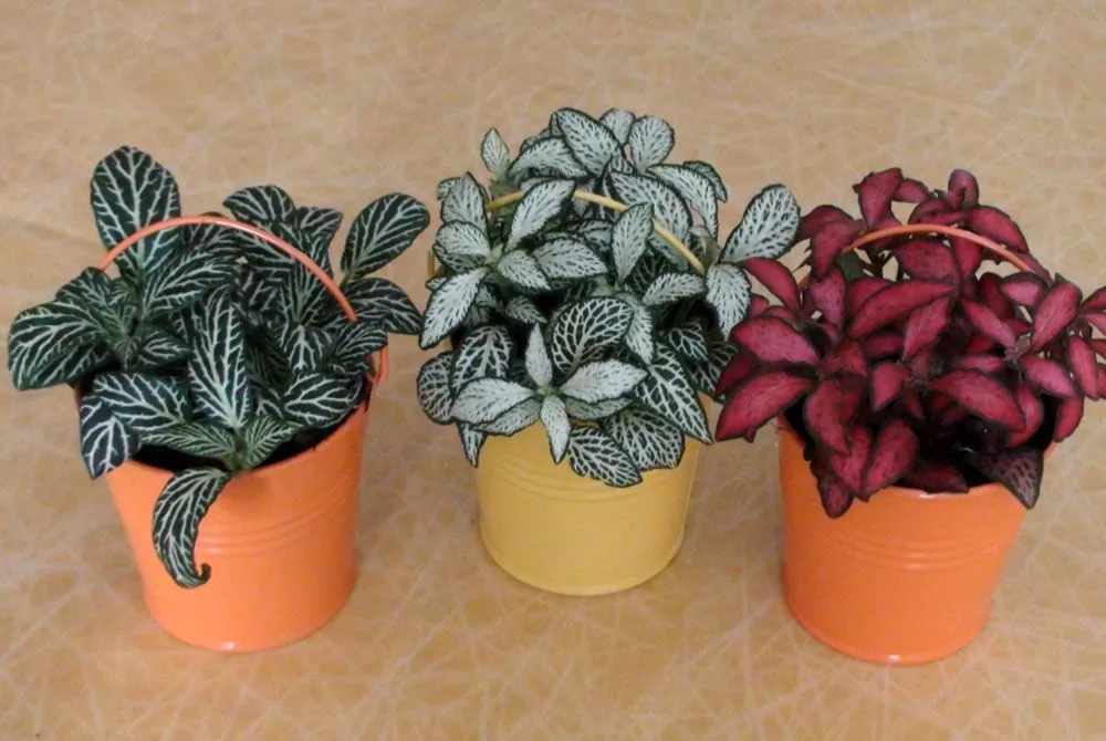 plantas para corredor sem luz