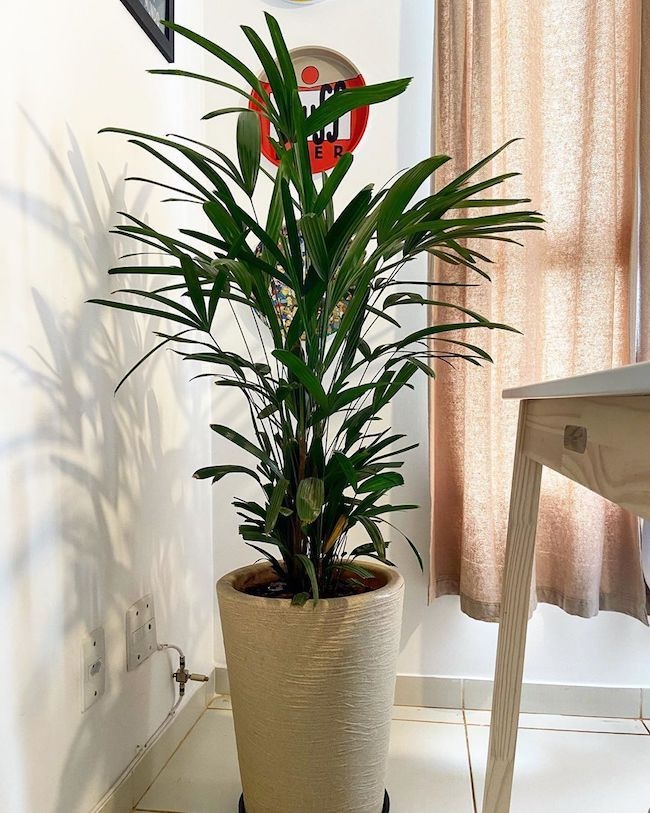 plantas de baixa luminosidade