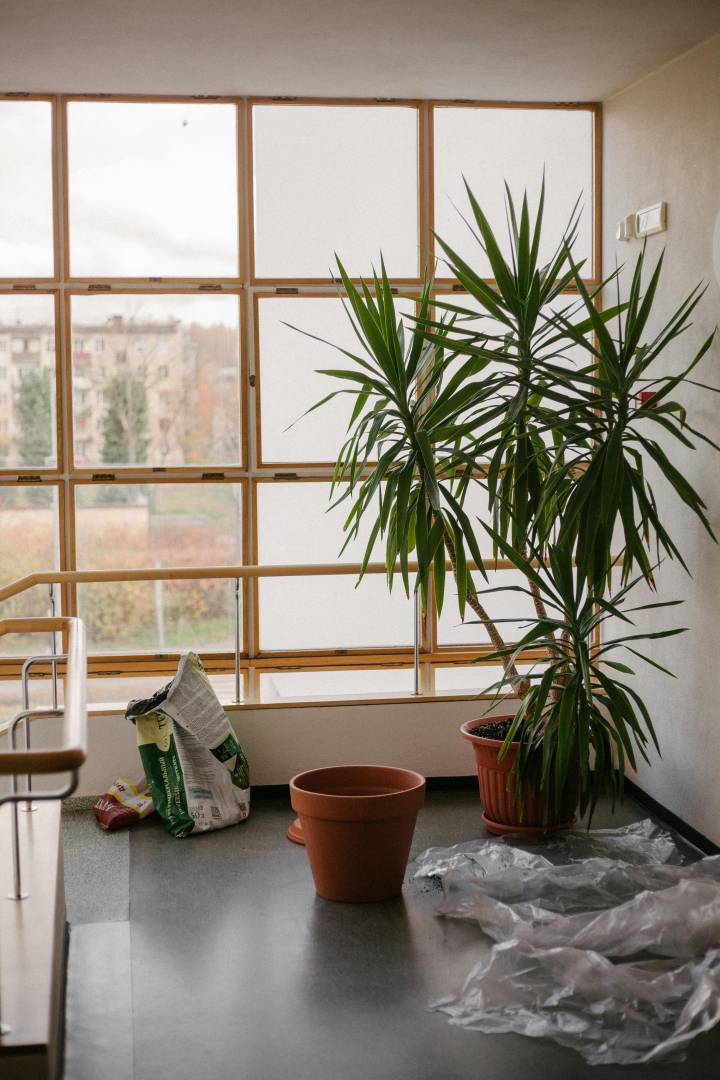 plantas para decorar cantos escuros