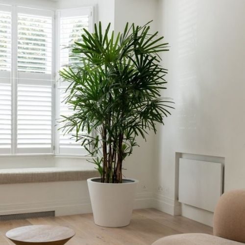 plantas de sombra para casa