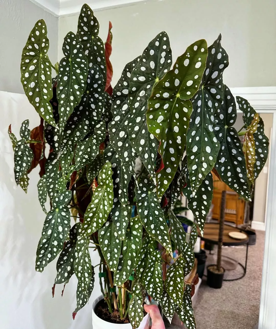 plantas para corredor sem luz