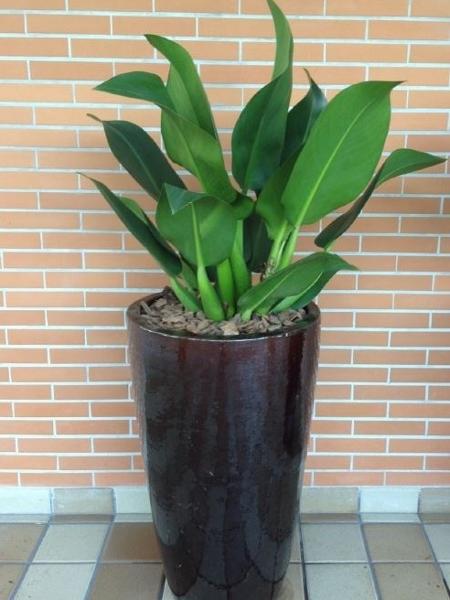 plantas para banheiro sem janela