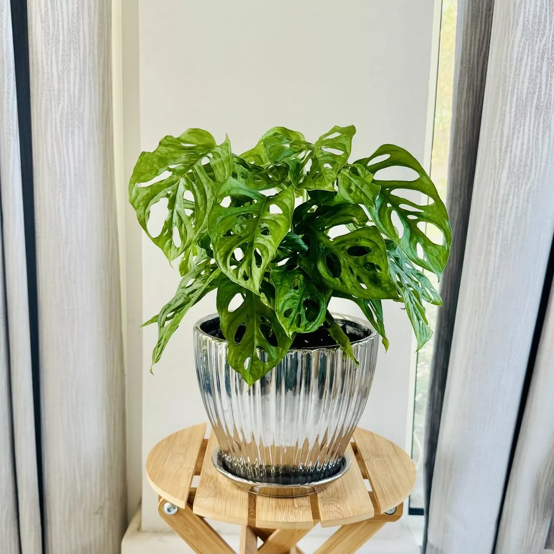 plantas para decorar cantos escuros