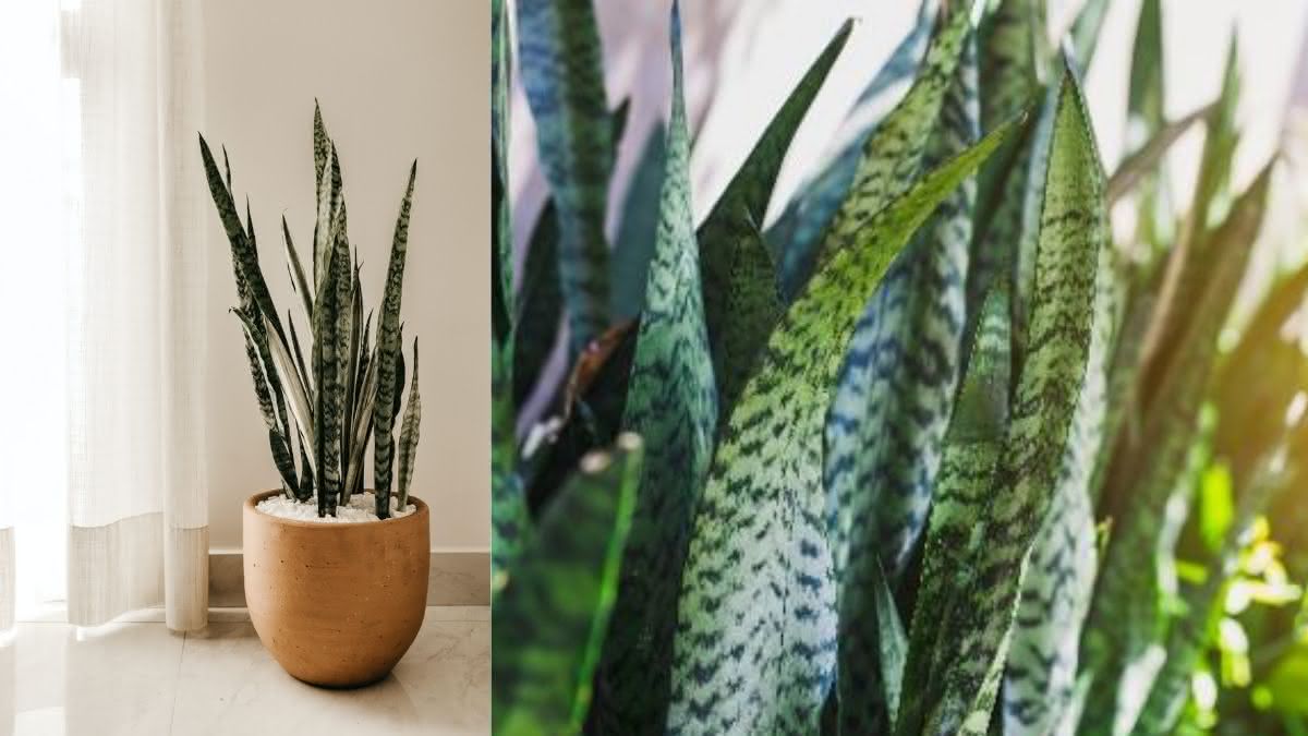 plantas fáceis de cuidar para entrada