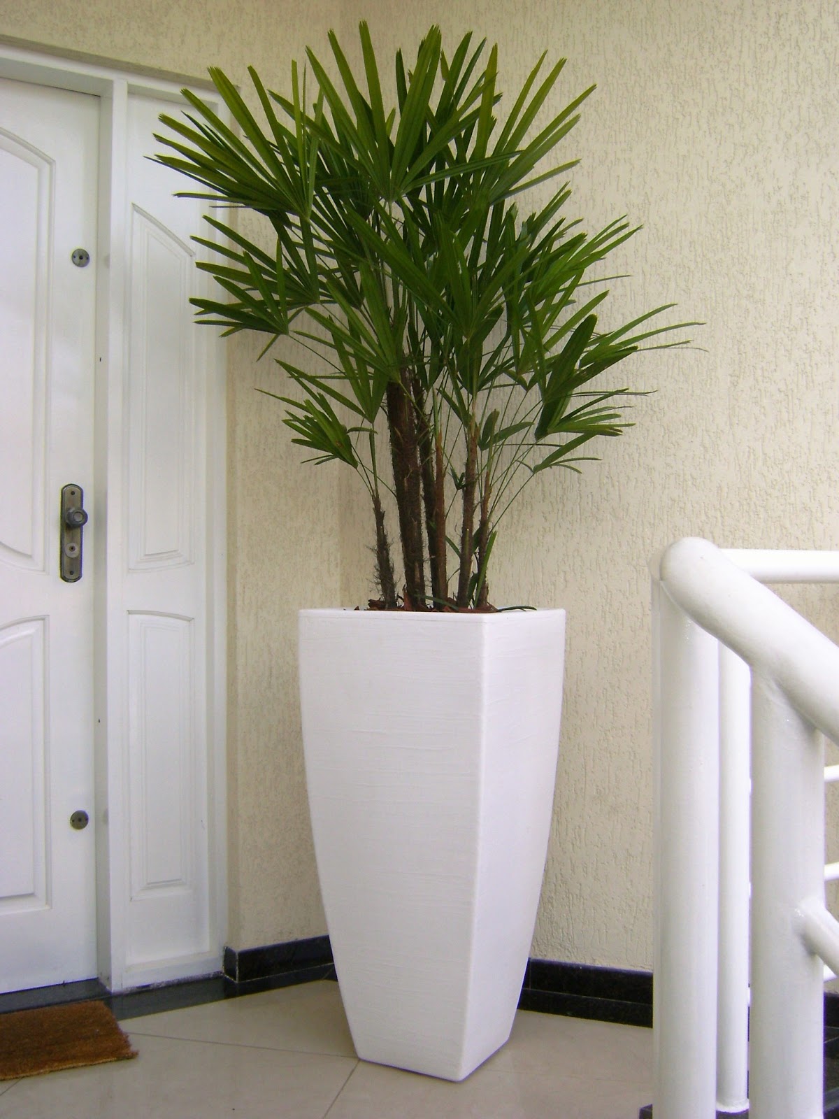 plantas para porta de casa