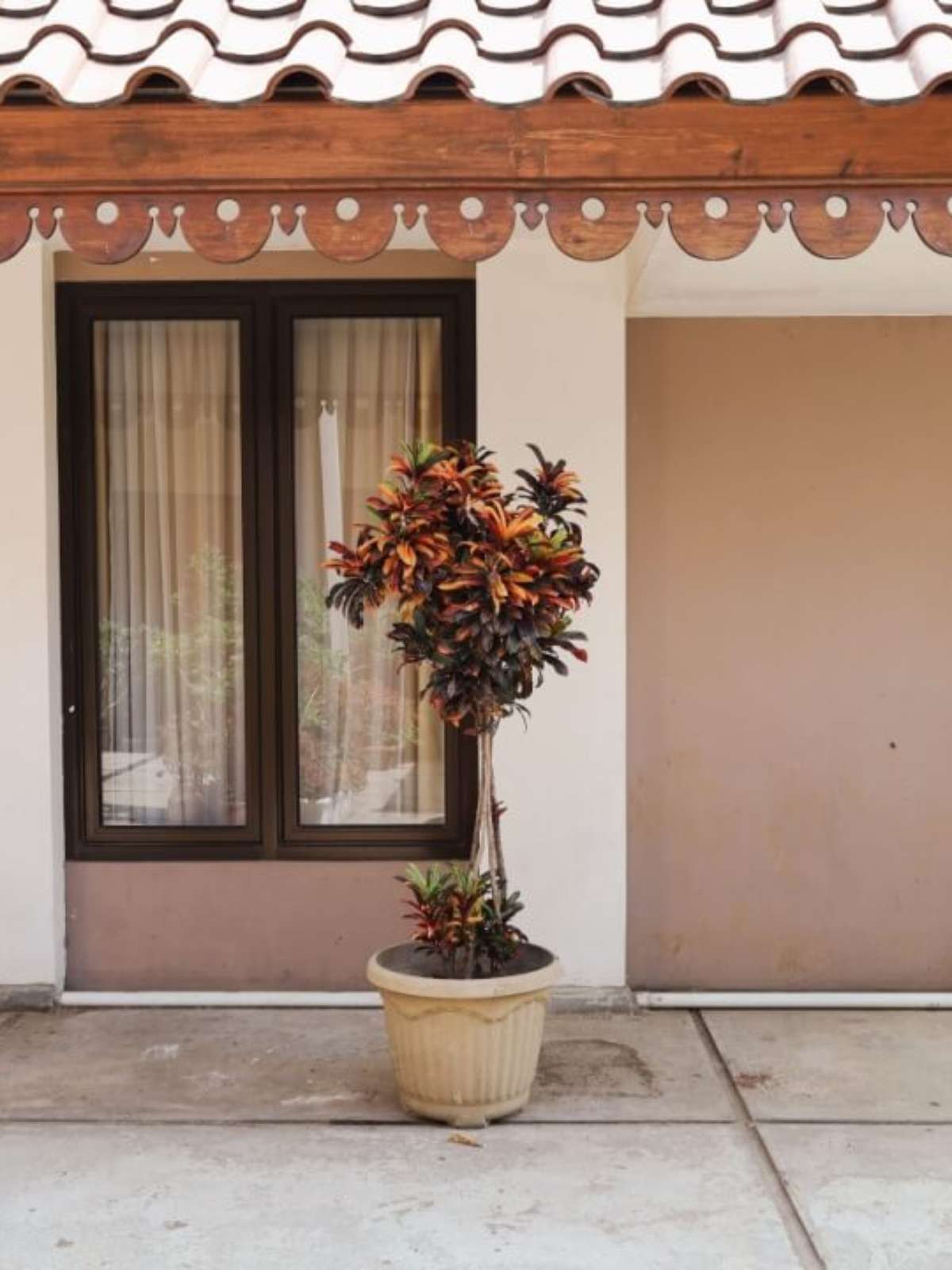 plantas decorativas para fachada